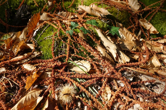 Relax con conciencia