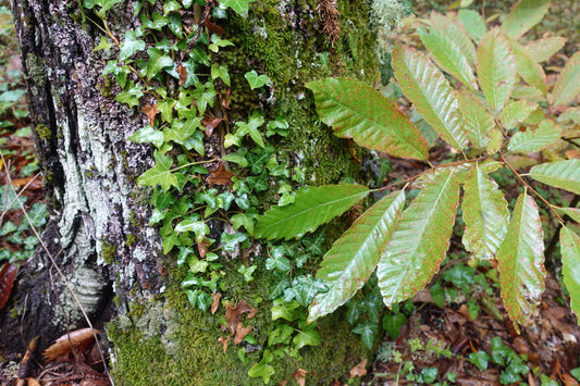 Otoño activo: pantalones largos, chaquetas y sudaderas
