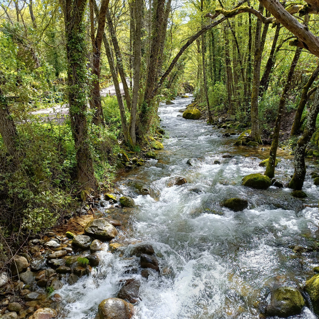 Día Mundial de la Conservación de la Naturaleza: un planeta que florece con cada elección