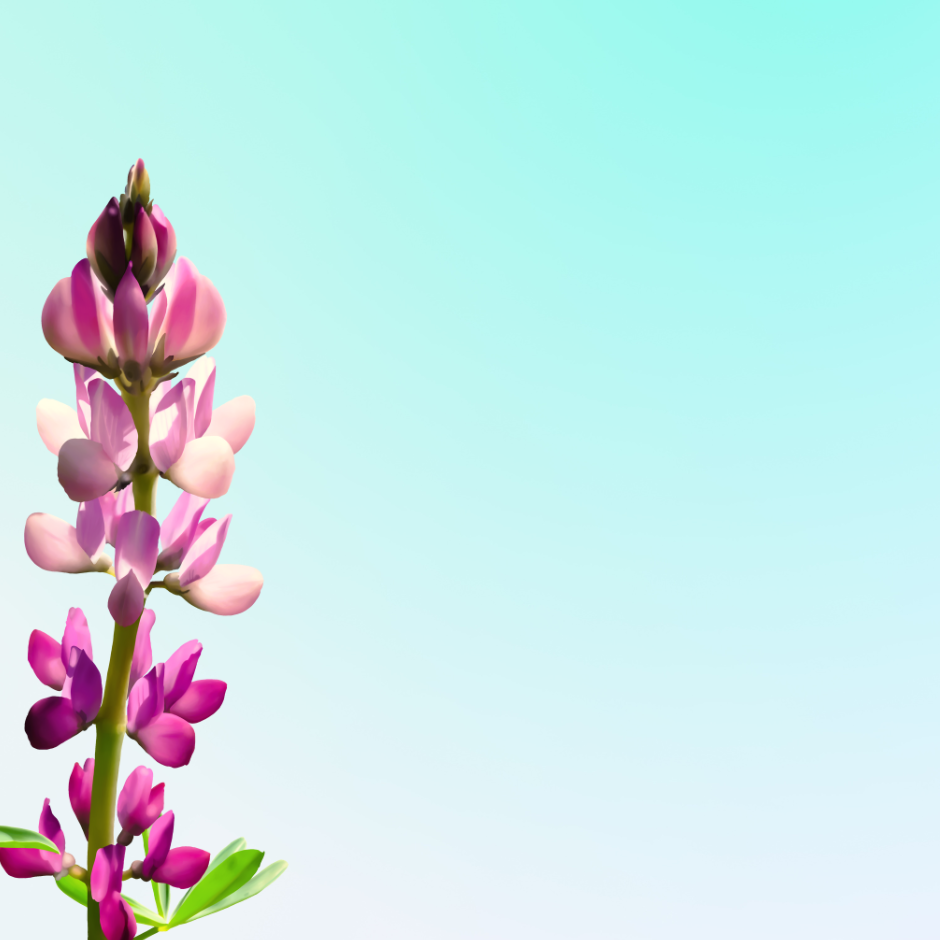 Lupinus Rosa