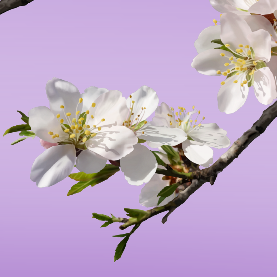 Flor de Almendro
